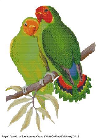 (image for) RSBL Lovebird West Africa